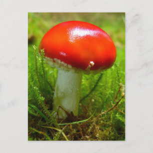 Fly agaric mushroom red postcard