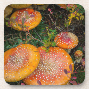 Fly agaric mushrooms at Mowich Lake Coaster