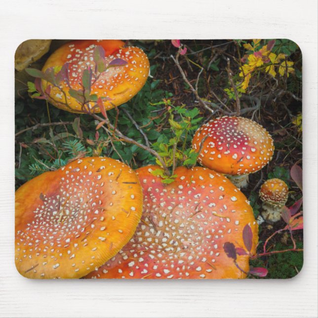 Fly agaric mushrooms at Mowich Lake Mouse Pad (Front)