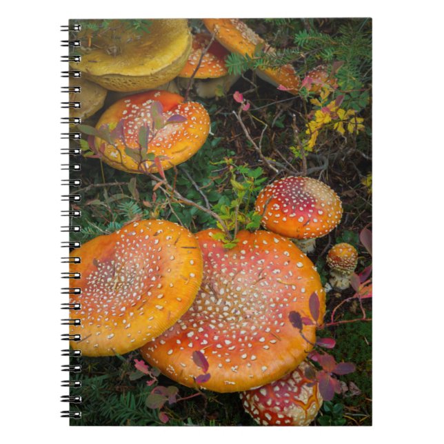 Fly agaric mushrooms at Mowich Lake Notebook (Front)