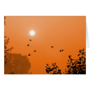 Fly at dawn Card