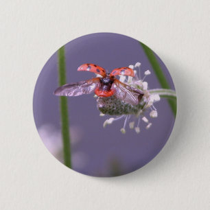 Fly away home 6 cm round badge