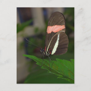 Fly away postcard