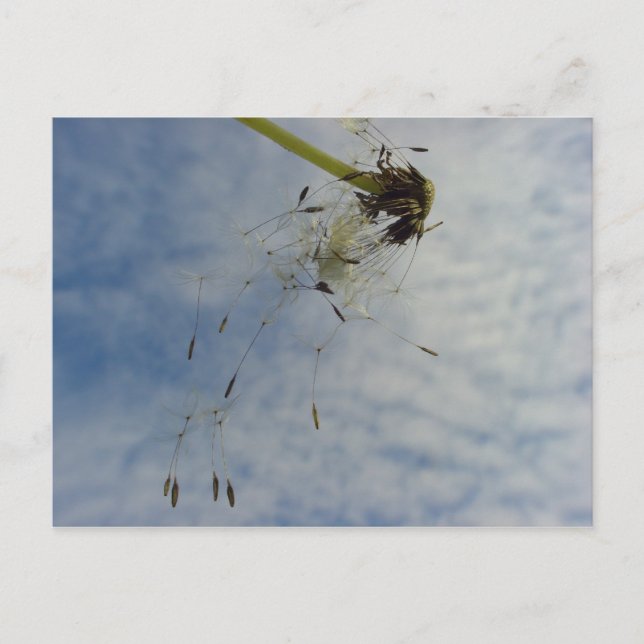 Fly Baby Postcard (Front)