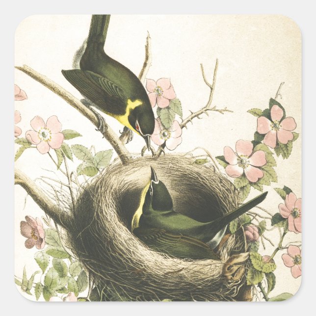FLY CATCHER BIRD AND NEST SQUARE STICKER (Front)