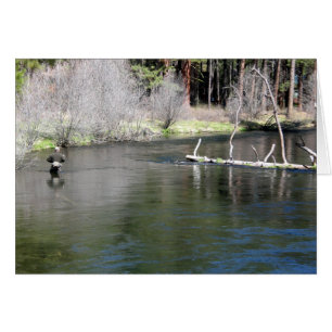 Fly Fishing on the Metolius
