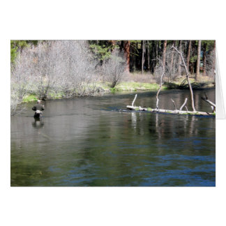 Fly Fishing on the Metolius