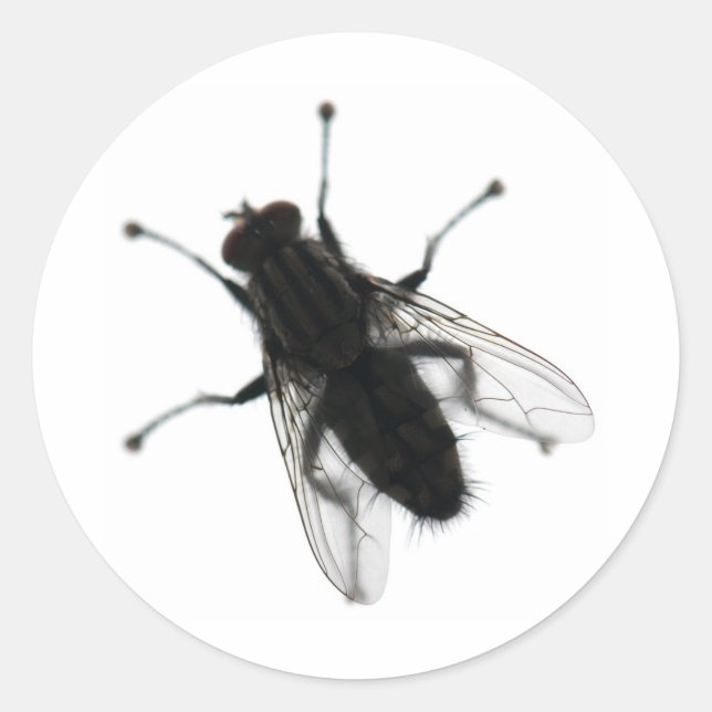 Fly insect classic round sticker (Front)