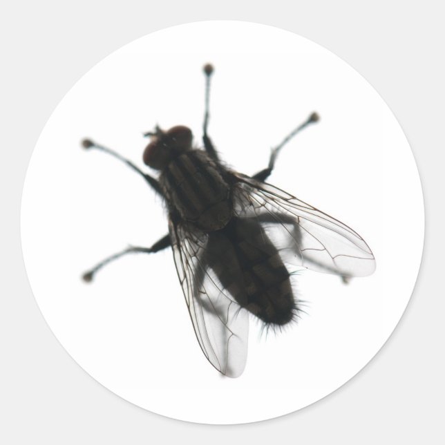 Fly insect classic round sticker (Front)