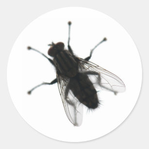 Fly insect classic round sticker