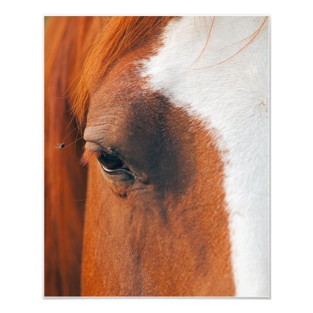 Fly On A Horses Eye Photo Print (Front)