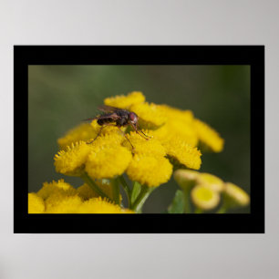 Fly on Flower Poster
