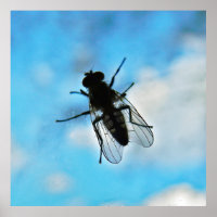 Fly on Glass
