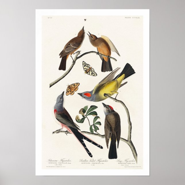 Flycatcher by Audubon Poster (Front)