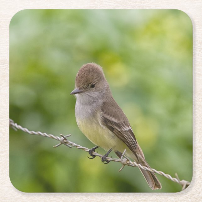 Flycatcher Square Paper Coaster (Front)
