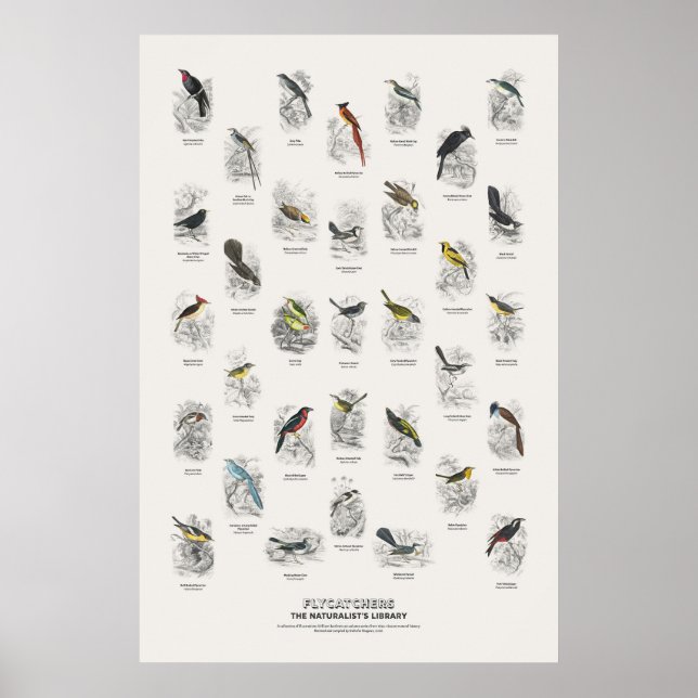 Flycatchers - Naturalist's Library Poster (Front)
