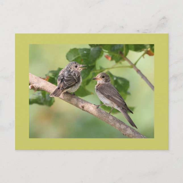 Flycatchers Postcard (Front)