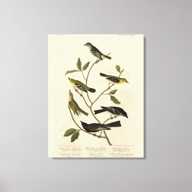 Flycatchers Warbler etc Audubon's Birds of America Canvas Print (Front)
