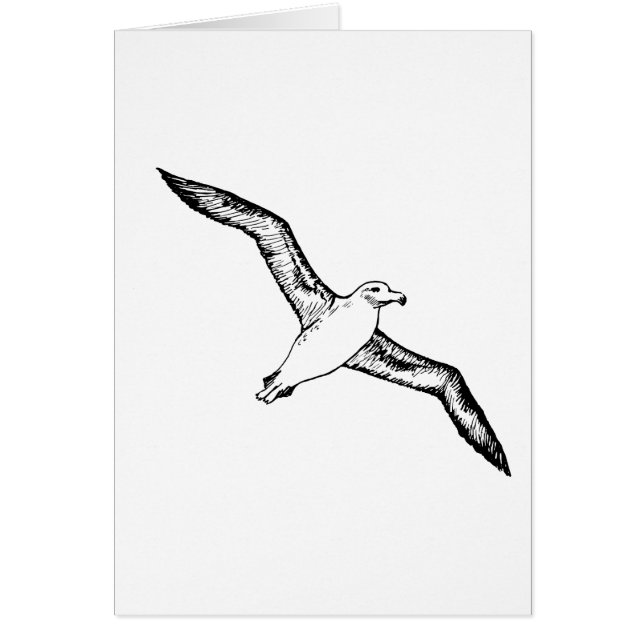 Flying Albatross Illustration (Front)