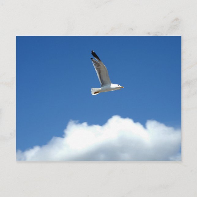 Flying Alone Postcard (Front)