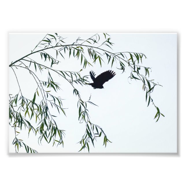 Flying Away Photo Print (Front)