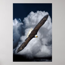 Flying Bald Eagle and Clouds Wildlife Photo Print2