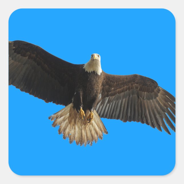 Flying Bald Eagle Bird of Prey Art Square Sticker (Front)