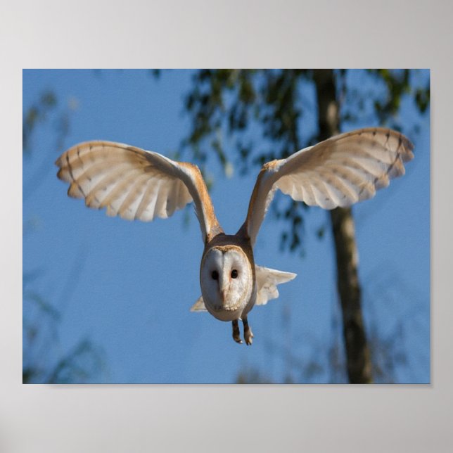 Flying barn owl poster (Front)
