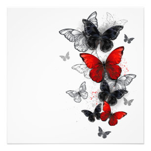 Flying Black and Red Morpho Butterflies Photo Print