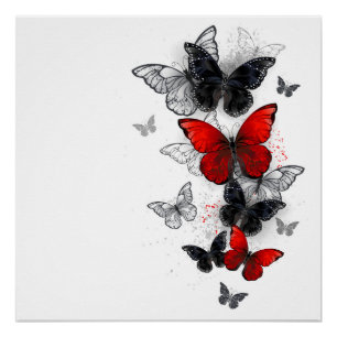 Flying Black and Red Morpho Butterflies Poster