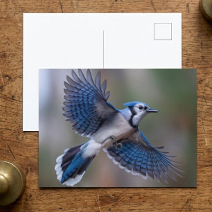 Flying Blue Jay Bird Postcard