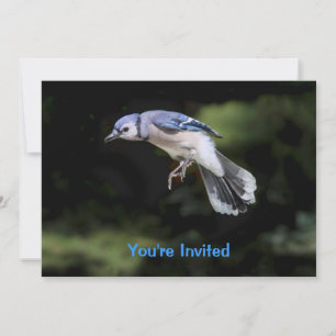 Flying Blue Jay Invitation