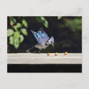 Flying Blue Jay Photo Postcard