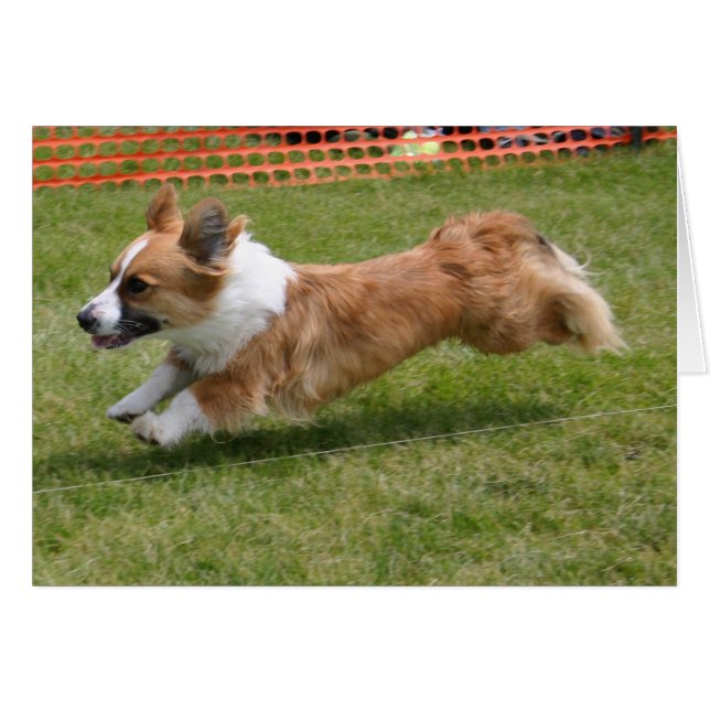 Flying Cardigan Welsh Corgi (Front Horizontal)