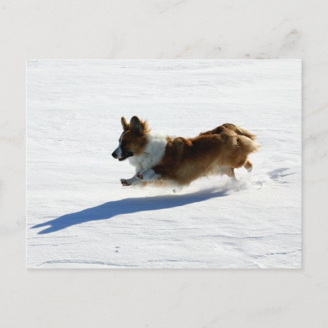 Flying Cardigan Welsh Corgi Postcard (Front)