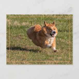Flying Corgi Postcard