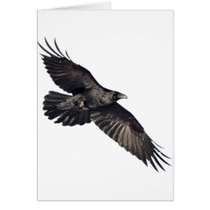 Flying Crow