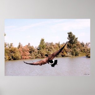 flying duck full wingspan over water poster