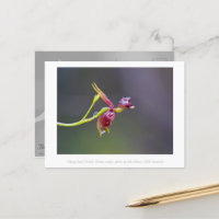 Flying Duck Orchid Flower Macro Photography