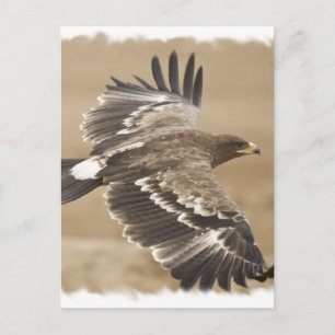 Flying Eagle Bird Postcard