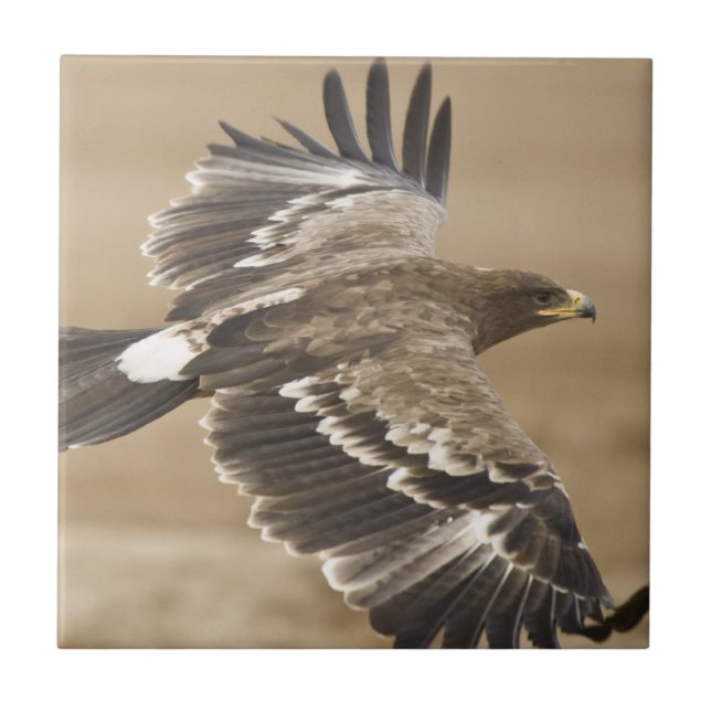 Flying Eagle Bird Tile (Front)