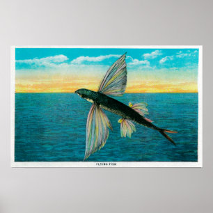 Flying Fish at Catalina Island Poster