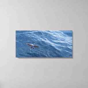 Flying Fish Canvas Print
