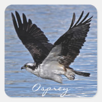 Flying Fish Eagle Osprey Nature Photograph