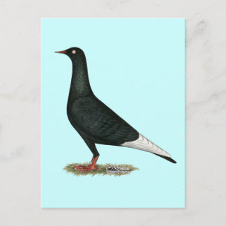 Flying Flight Black Pigeon Postcard