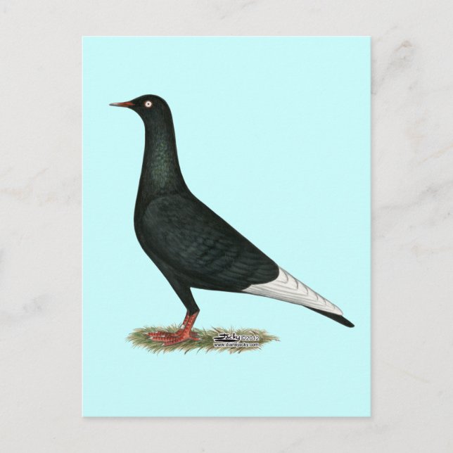 Flying Flight Black Pigeon Postcard (Front)