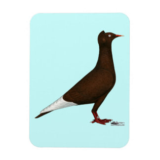 Flying Flight Cap Pigeon Magnet