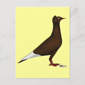 Flying Flight Cap Pigeon Postcard