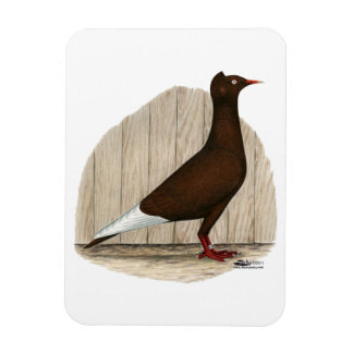 Flying Flight Red Cap Pigeon Magnet