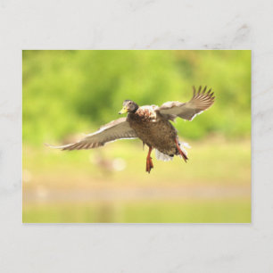 Flying for postcard